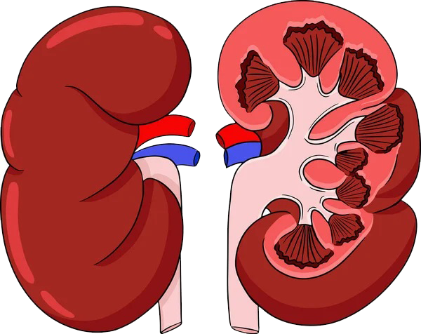 Nephrotic Syndrome icon